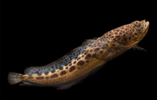 Midshipman Atlantic Toadfish