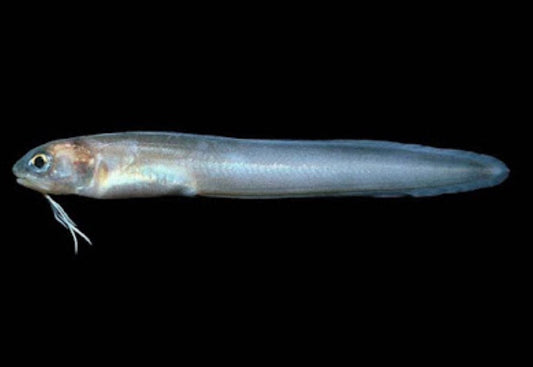 Bearded Cusk Eel