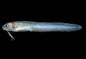 Bearded Cusk Eel