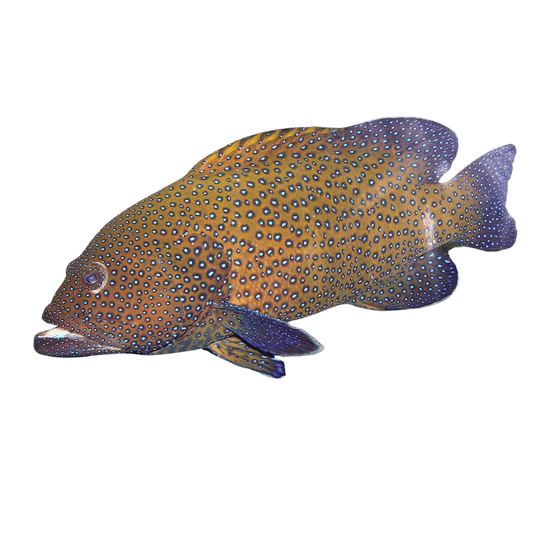 Blue Spotted Hind Md Grouper