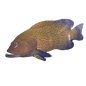Blue Spotted Hind Md Grouper