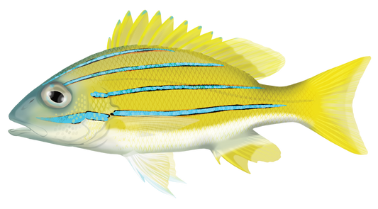 Blue Stripe Snapper