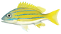 Blue Stripe Snapper