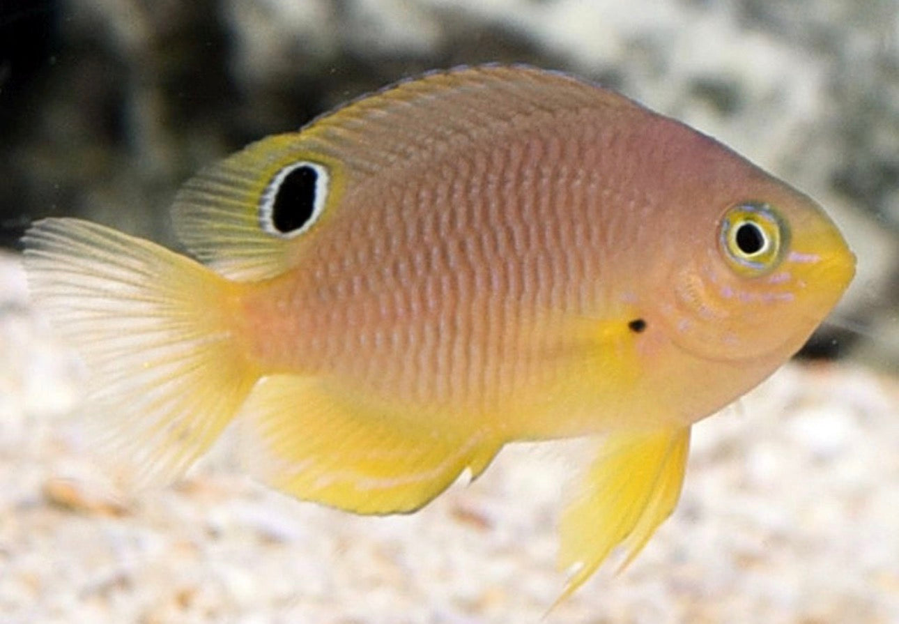 Ambon Damsel