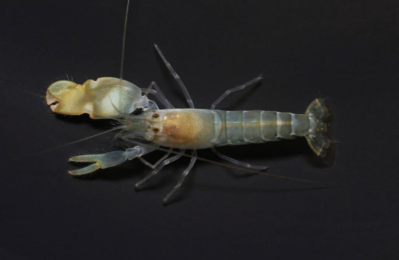 Pistol Shrimp