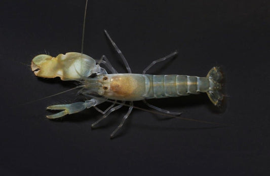 Pistol Shrimp