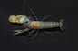 Pistol Shrimp