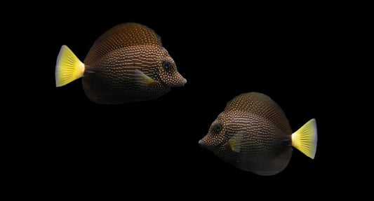 Gem Tang