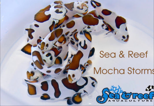 Storm Mocha (AC) Clown