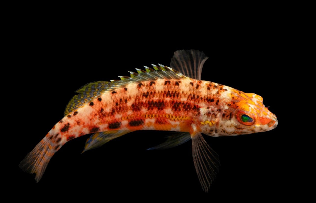 Lantern Basslet