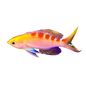 Flavo Anthias