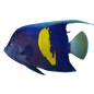 Maculosus (RS) Angel