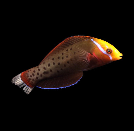 Coris Formosa Md Wrasse