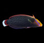 Coris Formosa Lg Wrasse