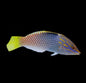 Checkered Marble Adult Wrasse