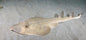 Fish Guitar