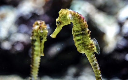 (Atl) Seahorse