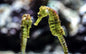 (Atl) Seahorse