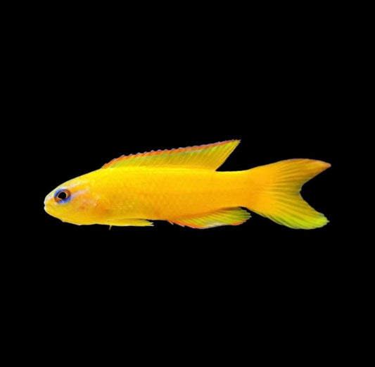Assessor Yellow (AC) Basslet