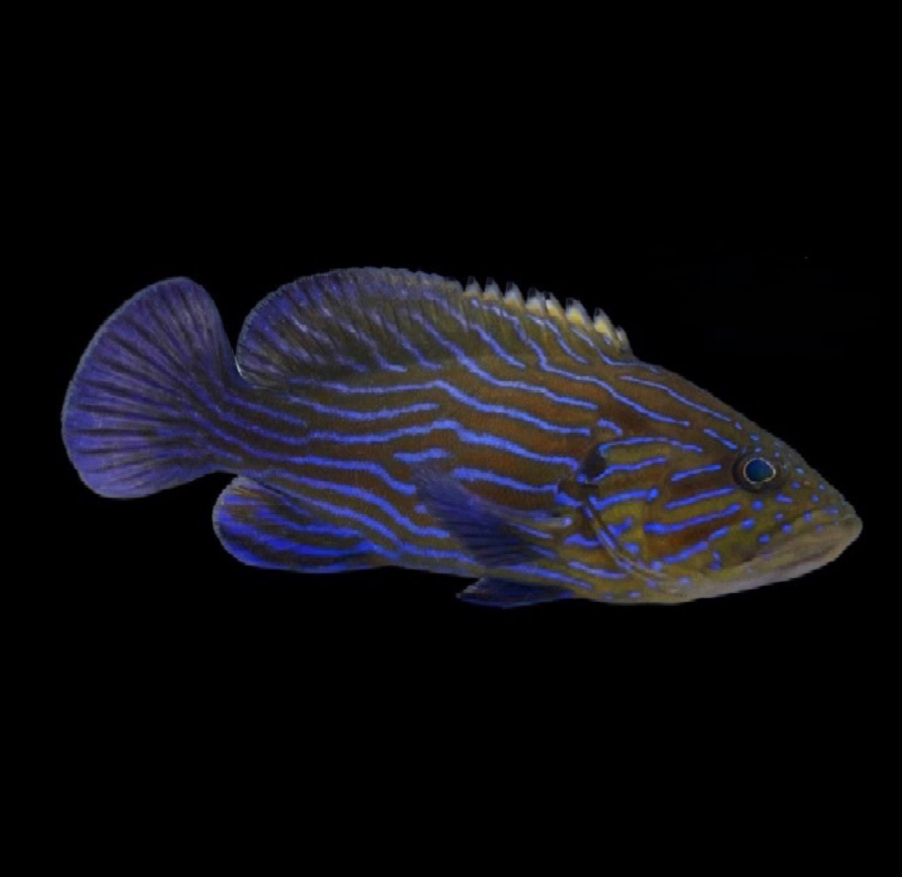 Blue Line Grouper