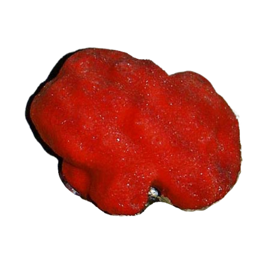 Ball Red Sponge