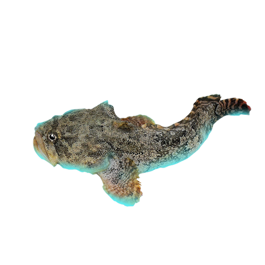 Bicolor Toadfish