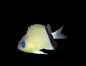 Black Barred Chromis