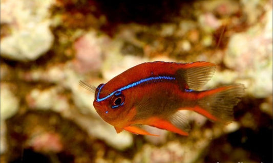 Blue Stripe Damsel