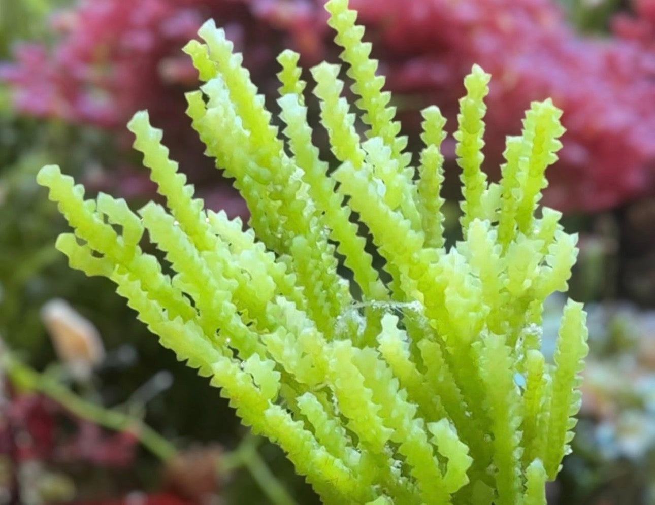 Caulerpa Cactus Macroalgae