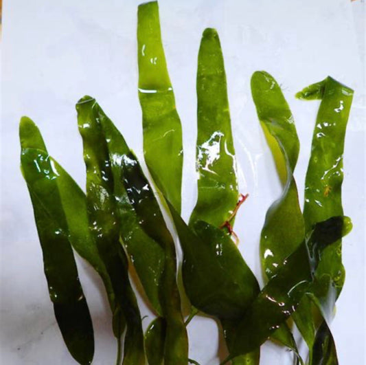 Caulerpa Mexican Macroalgae