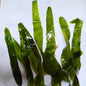 Caulerpa Mexican Macroalgae