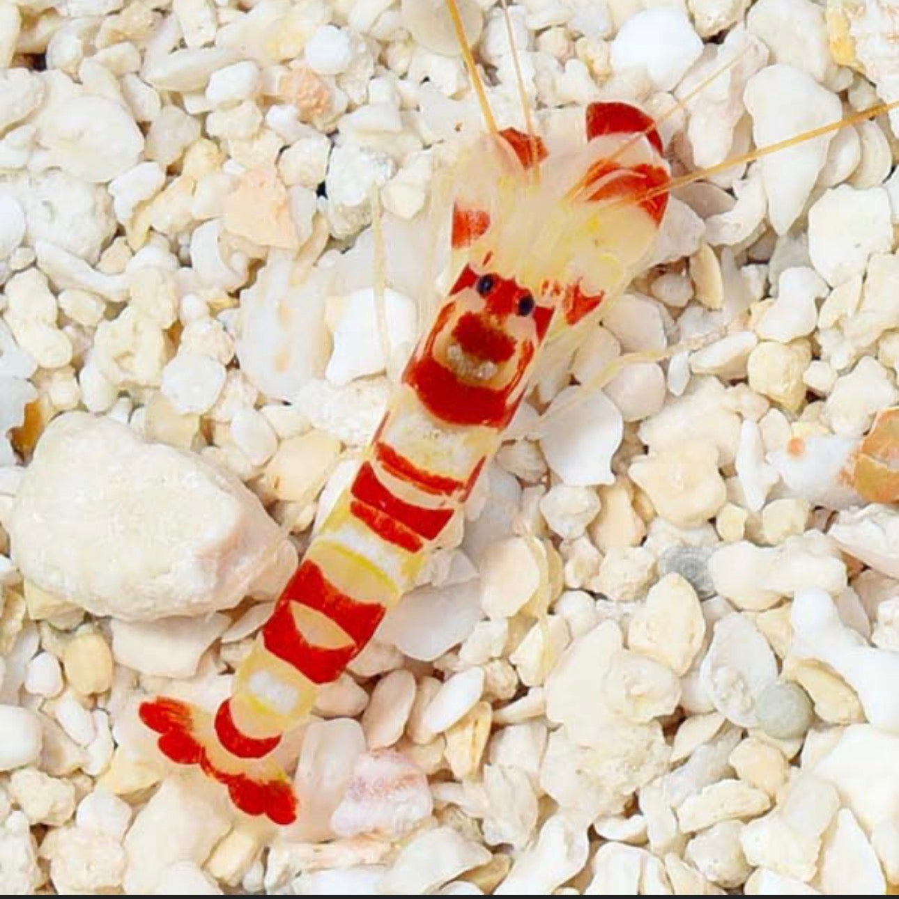 Candy Cane Shrimp