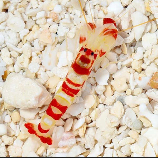 Candy Cane Shrimp
