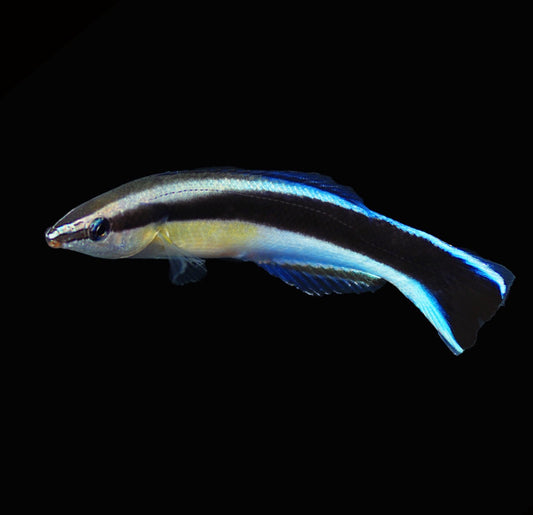 Cleaner Lg Wrasse