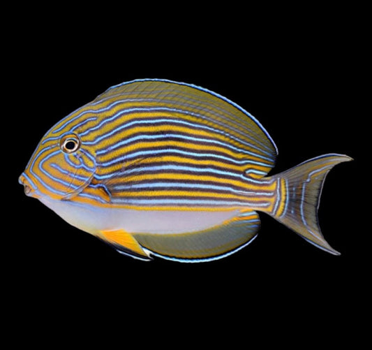 Clown Tang