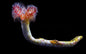 Coco Hard Tube Lg Worm