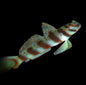 Diagonal Bar Goby
