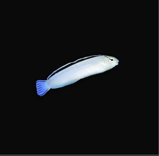 Disco Blenny