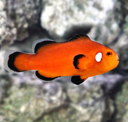 Domino Orange (AC) Clown