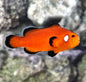 Domino Orange (AC) Clown