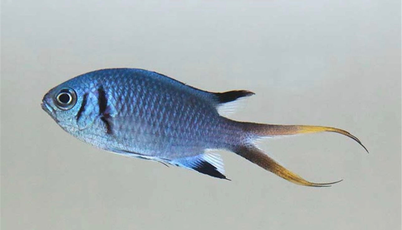 Doublebar Chromis