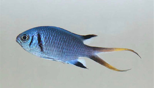 Doublebar Chromis