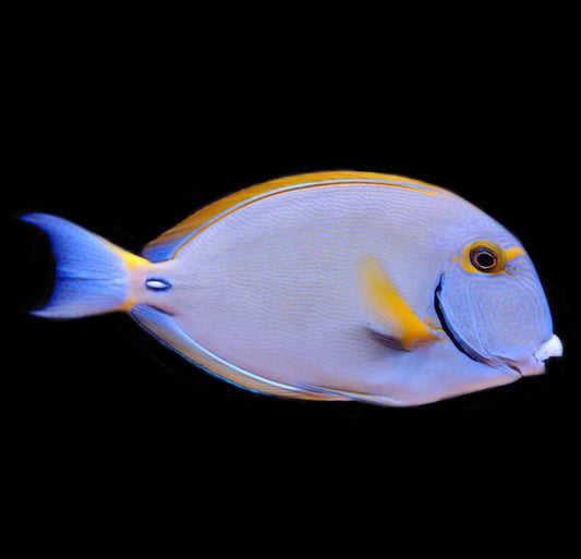 Dussumieri Tang