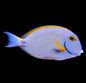 Dussumieri Tang