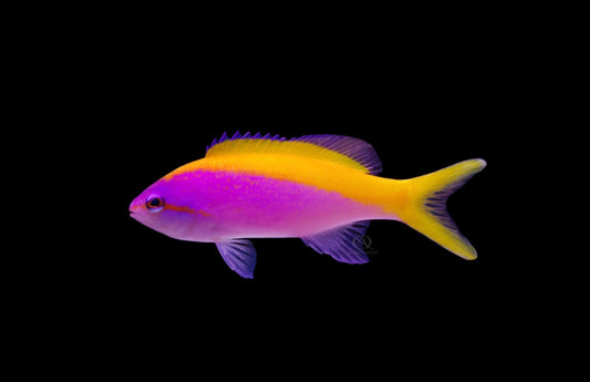 Evansi Anthias