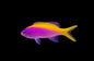 Evansi Anthias