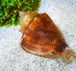 Fighting (Atl) Conch Snail