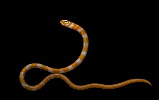 Garden Splendid Eel