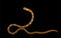 Garden Splendid Eel