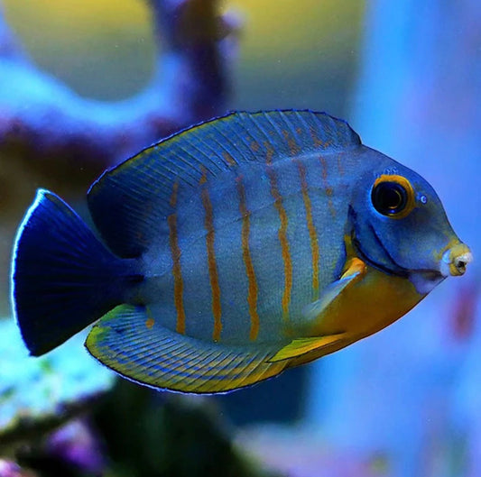 Eiblii Tang